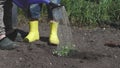 Person in yellow rubber boots watering garden plants with watering can close-up. Waters plants with watering can in