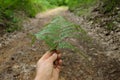Personal perspective of woman hand holding fern leaf to indicate the road Royalty Free Stock Photo