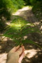 Personal perspective of woman hand holding fern leaf to indicate the road Royalty Free Stock Photo