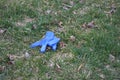 Blue latex glove lies discarded on grass with leaves