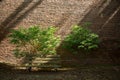 Empty bench on the background of a brick wall, sunny day Royalty Free Stock Photo