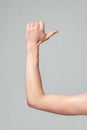 Flexed Forearm Demonstrating the Muscular System Against a Gray Background