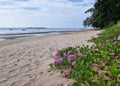 The perspective of the beach with the Katang-katang flower. Royalty Free Stock Photo