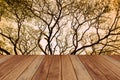 Perspective blank brown wood with tree branch in front of lighting of sun set nature background Royalty Free Stock Photo