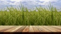 Perspective brown wooden board empty table in front of paddy field in morning time. for product placement or editing your product Royalty Free Stock Photo