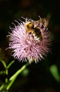 Perspective of a Bumble bee - Bombus ruderatus - pollinating a thistle Royalty Free Stock Photo