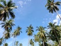 The perspective of the coconut palm plantation near the beach on the blue sky Royalty Free Stock Photo