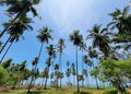 The perspective of the Coconut palm plantation near the beach Royalty Free Stock Photo
