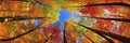 Perspective Colorful Autumn Canopy, A View Of Tall Trees From Below Framing Blue Sky