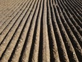 Perspective of deep grooves of sand. Background of raked white sand. Clean beach sand texture with rake. Maintenance of beaches Royalty Free Stock Photo