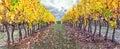 Panoramic view of grape vineyard rows in fall autumn colors Royalty Free Stock Photo