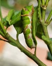The perspective of a green caterpillar before becoming a butterfly on an orange leaf Royalty Free Stock Photo