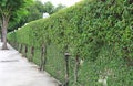 Perspective Green leaves on brick wall background with tree root