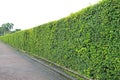 Perspective Green leaves wall in the public park