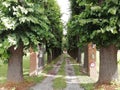 Perspective Green trees lining a driveway to ancient villa Italy Europe