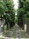 Perspective Green trees lining a driveway to ancient villa Italy Europe