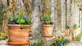 Perspective in landscape design. Spring garden decorating ideas. Spring bulbous flowers in ceramic terracotta pots in the garden