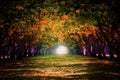 perspective landscape of yellow flower blooming with beautiful sun light