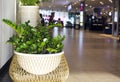 Perspective of the passage at trade centre. Focus on the plant Royalty Free Stock Photo