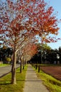 Perspective of a path and a row of trees with red leaves in fall landscape. Little town park with a track Royalty Free Stock Photo