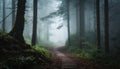 Perspective of path trail through the dark and foggy forrest Royalty Free Stock Photo