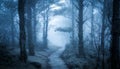 Perspective of path trail through the frozen and foggy forrest Royalty Free Stock Photo