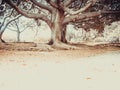 Perspective photo of an old widely branched tree