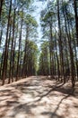 Perspective pine forest