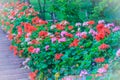 Perspective row of pink and red blooming geranium flowers on sid Royalty Free Stock Photo