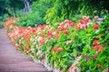 Perspective row of pink and red blooming geranium flowers on sid Royalty Free Stock Photo