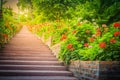 Perspective row of pink and red blooming geranium flowers on sid Royalty Free Stock Photo