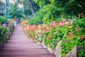 Perspective row of pink and red blooming geranium flowers on sid Royalty Free Stock Photo