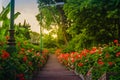 Perspective row of pink and red blooming geranium flowers on sid Royalty Free Stock Photo