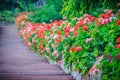 Perspective row of pink and red blooming geranium flowers on sid Royalty Free Stock Photo