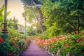 Perspective row of pink and red blooming geranium flowers on sid Royalty Free Stock Photo