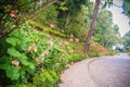 Perspective row of pink and red blooming geranium flowers on sid Royalty Free Stock Photo