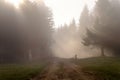 Ground road in the Carpathian forest on a foggy day Royalty Free Stock Photo