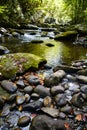 Perspective shot of a river leading into the forest from a bed of rocks Royalty Free Stock Photo