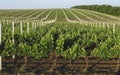 Perspective shot of a summer vineyard