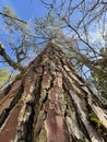 Perspective of a single strong brown tree with blue sky Royalty Free Stock Photo