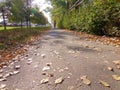 Perspective of the street with pavement in sunny autumn day with falling dry leaves on the ground. Royalty Free Stock Photo