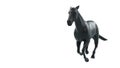 3D Rendering Black horse in running Pose, Isolated on white background. Perspective View. Royalty Free Stock Photo