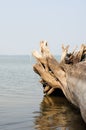 A perspective view through the felled trunk of a large tree onto the calm expanse of a large lake