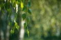 Perspective view on green leaves at sunrays Royalty Free Stock Photo