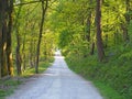 perspective view a narrow country lane running though bright sunlit spring woodland with a surrounding canopy of forest trees Royalty Free Stock Photo