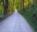 perspective view a narrow country lane running though bright sunlit spring woodland with a surrounding canopy of forest trees Royalty Free Stock Photo