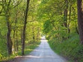 Perspective view a narrow country lane running though bright sunlit spring woodland with a surrounding canopy of forest trees Royalty Free Stock Photo