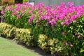 Perspective View Natural Beauty Of Pink Flowers Of Fence Bougainvillea Plants In The Garden Royalty Free Stock Photo