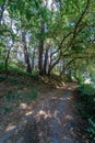 Perspective view of a path inside a thick forest with typical At
