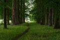 Perspective view of a small walking path leading through the wood with tall green berch trees on the side and a fence at the end Royalty Free Stock Photo